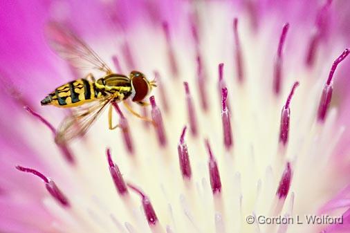 Bee Fly On A Flower_53788.jpg - Photographed near Carleton Place, Ontario, Canada.